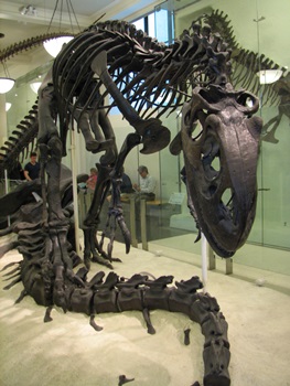 Allosaurus display, American Museum of Natural History, New York, NY.