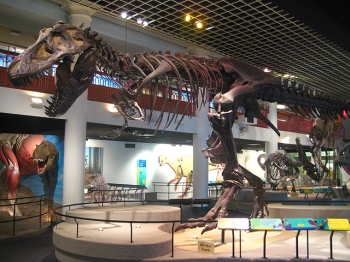 Tyrannosaurus rex display. Academy of Natural Sciences of Drexel University. Philadelphia, PA.