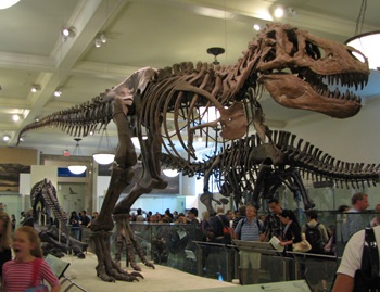 Tyrannosaurus rex on display at the American Museum of Natural History, New York, NY.