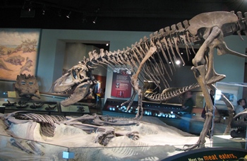 Feeding Daspletosaurus display. Field Museum of Natural History, Chicago, IL.