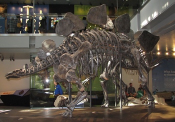 Stegosaurus display. Natural History Museum of Los Angeles County, Los Angeles, CA.