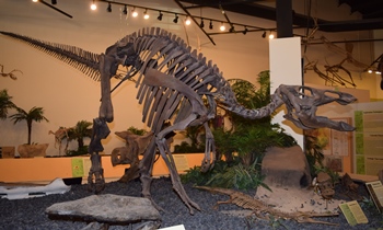 Juvenile Edmontosaurus on display. Rocky Mountain Dinosaur Resource Center, Woodland Park, CO.