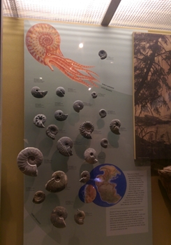 Ammonite display at the New Mexico Museum of Natural History, Albuquerque, NM.