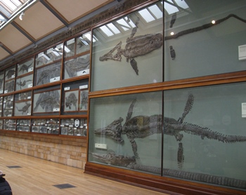 Amazing hallway full of fossil sea reptiles at the Natural History Museum, London, England.