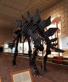 Stegosaurus display, Yale Peabody Museum, New Haven, CT.