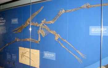 The beautiful Pteranodon fossil at the Natural History Museum of Los Angeles County, Los Angeles, CA.