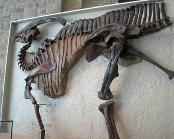 The fascinating Parasaurolophus. Royal Ontario Museum, Toronto, ON.