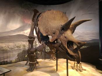 The fantastic Triceratops at the Science Museum of Minnesota, St. Paul, MN.
