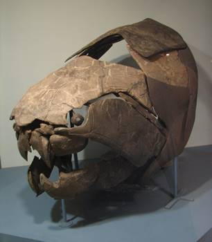 The massive Devonian armored fish Dunkleosteus at the Cleveland Museum of Natural History, Cleveland, OH.