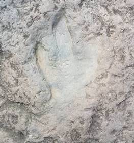 Easily visible dinosaur track at Dinosaur Footprints Reservation, Holyoke, MA.