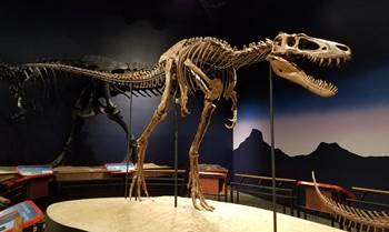 The beautiful tyrannosaur fossil "Jane" at the Burpee Museum of Natural History, Rockford, IL.