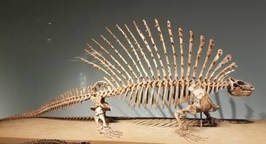 Edaphosaurus display at The Field Museum, Chicago, IL.  Photo credit: John Gnida