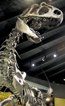 Allosaurus display at the Raymond M. Alf Museum of Paleontology, Claremont, CA. Photo credit: Raymond M. Alf Museum.