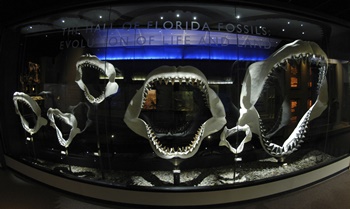 Display of shark jaws at the Florida Museum of Natural History, Gainesville, FL. Photo credit: Florida Museum of Natural History.